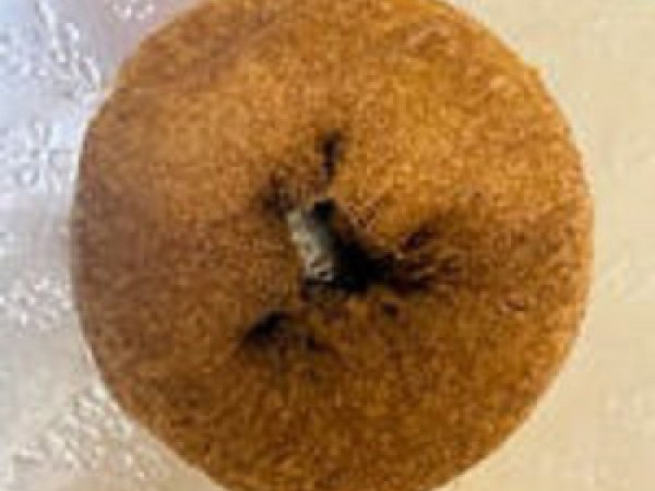 Plain Cake Donut (EA)