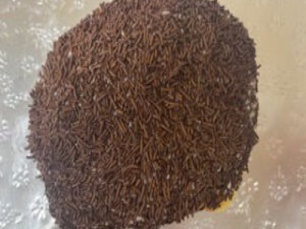 Chocolate Jimmy Persian (EA)